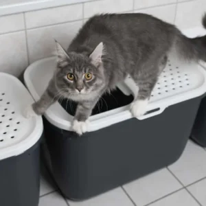 Cat Scratching Litter Box Excessively At Night