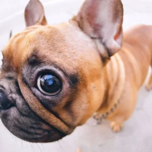 Conjunctivitis French Bulldog Eye Allergies