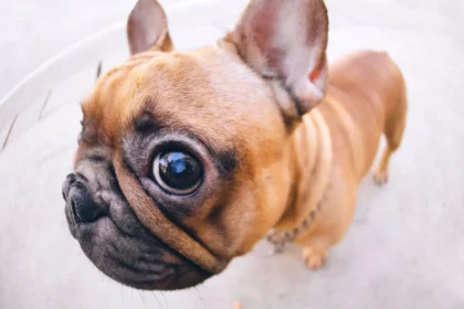 Conjunctivitis French Bulldog Eye Allergies
