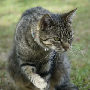 Female Cat In Heat Attracted To Male Human