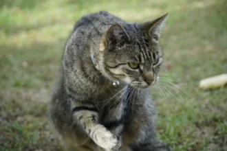 Female Cat In Heat Attracted To Male Human