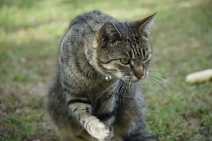 Female Cat In Heat Attracted To Male Human