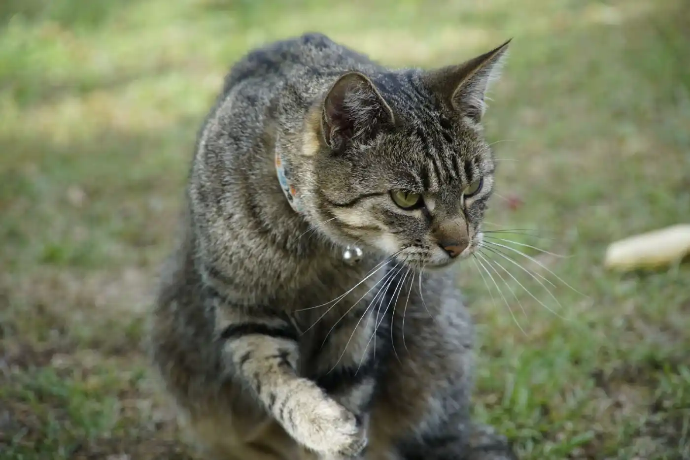 Female Cat In Heat Attracted To Male Human