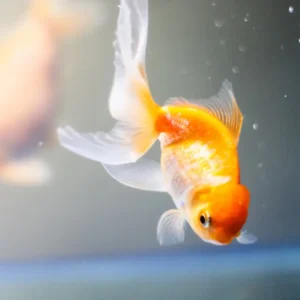 Goldfish Staying In Corner Of Tank