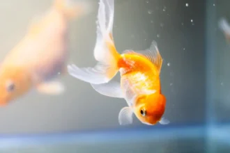 Goldfish Staying In Corner Of Tank