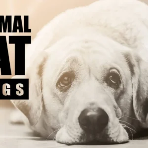 How Long Do Dogs Stay In Heat