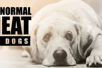 How Long Do Dogs Stay In Heat