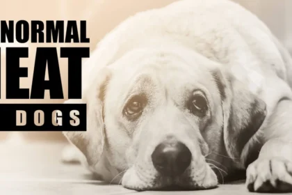 How Long Do Dogs Stay In Heat
