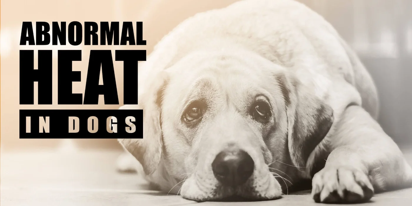 How Long Do Dogs Stay In Heat