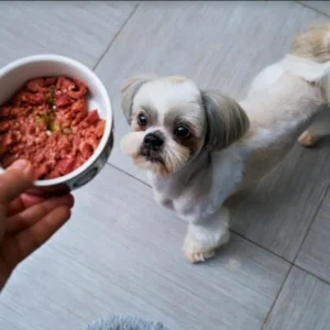 Human Food For Shih Tzu