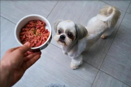 Human Food For Shih Tzu
