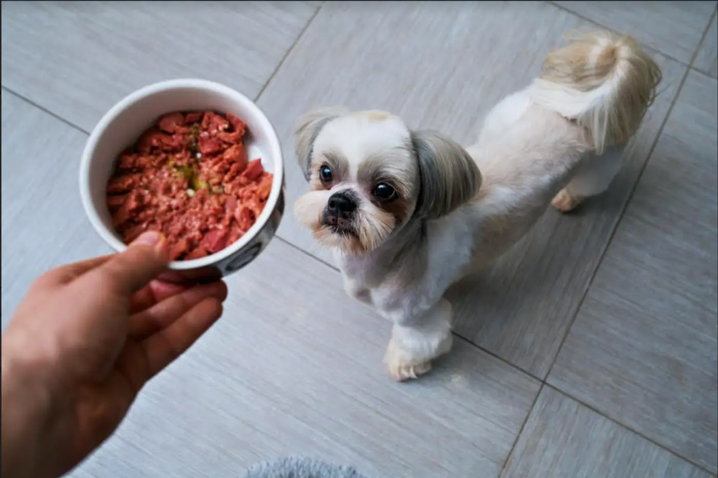 Human Food For Shih Tzu