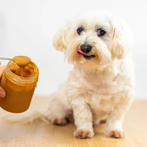 Peanut Butter Dog Constipation