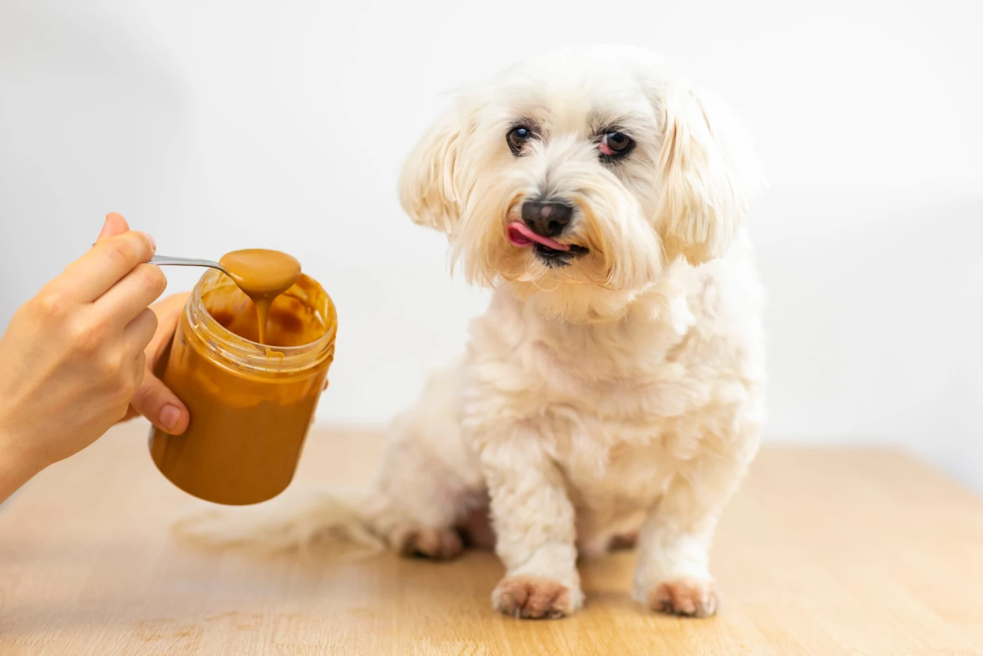 Peanut Butter Dog Constipation