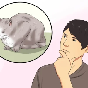 Understanding When To Euthanize A Cat With Hyperthyroidism