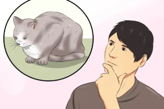 Understanding When To Euthanize A Cat With Hyperthyroidism