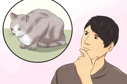 Understanding When To Euthanize A Cat With Hyperthyroidism