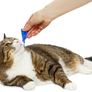 Accidentally Gave Cat Double Dose Of Flea Medicine