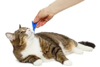 Accidentally Gave Cat Double Dose Of Flea Medicine