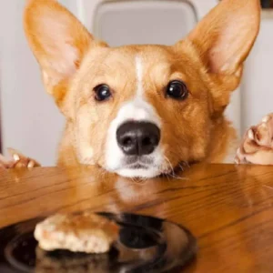 Best Dog Food For Corgis