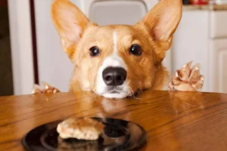 Best Dog Food For Corgis