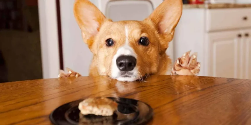 Best Dog Food For Corgis Home Pets Coach