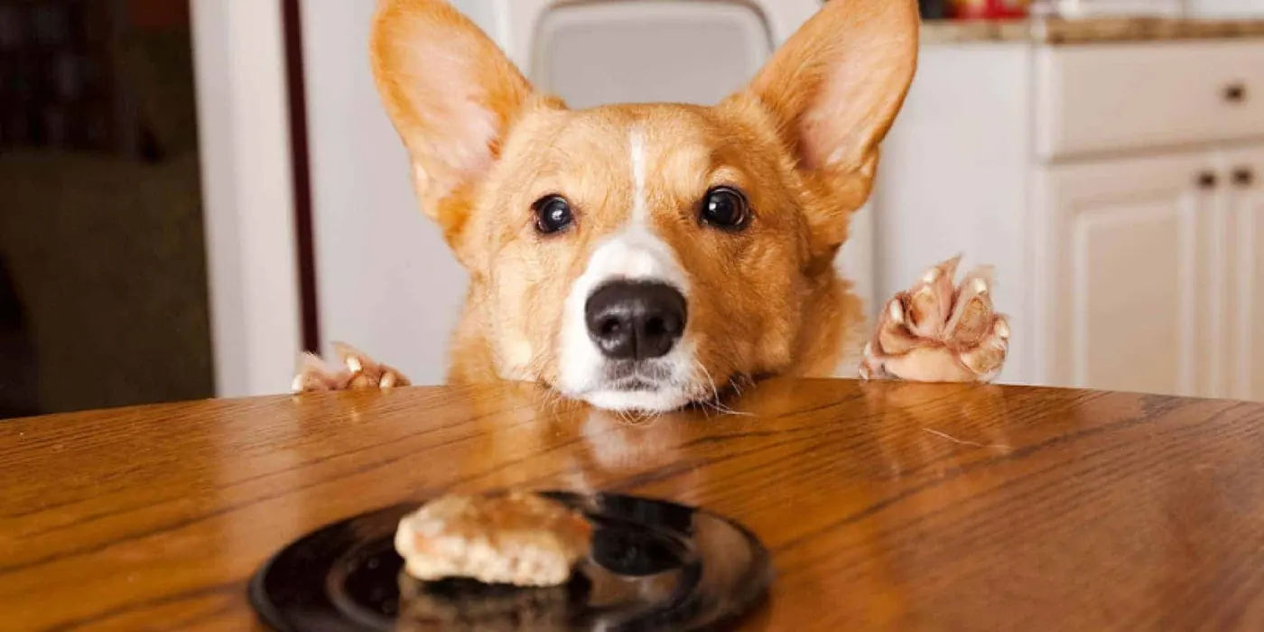 Best Dog Food For Corgis