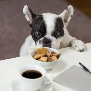 Best Dog Food For French Bulldog Puppy With Sensitive Stomach