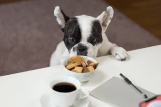 Best Dog Food For French Bulldog Puppy With Sensitive Stomach