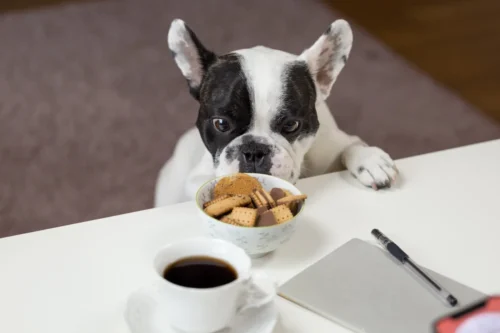Best Dog Food For French Bulldog Puppy With Sensitive Stomach Home Pets Coach