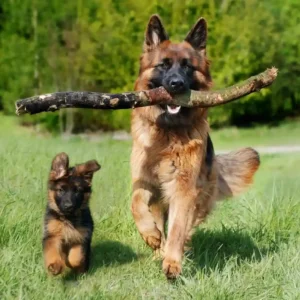 Best Treats For German Shepherd Puppies