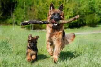 Best Treats For German Shepherd Puppies