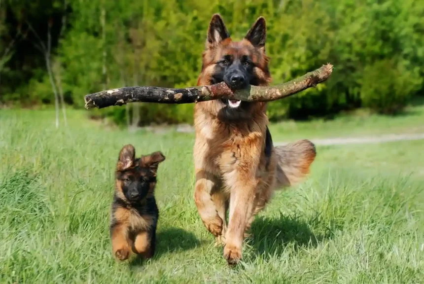 Best Treats For German Shepherd Puppies Home Pets Coach
