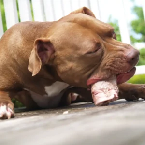 Best Treats For Pitbulls