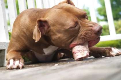 Best Treats For Pitbulls Home Pets Coach