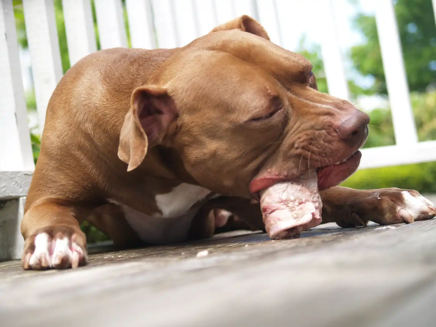 Best Treats For Pitbulls