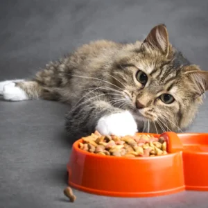 Carrageenan Free Cat Food