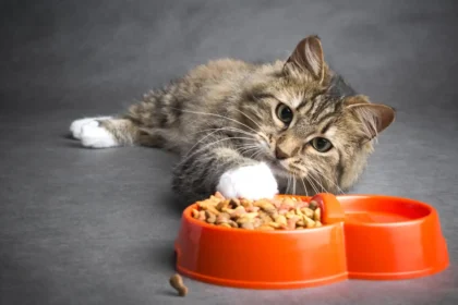 Carrageenan Free Cat Food Home Pets Coach