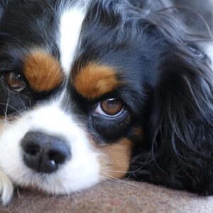 Cute Dog Side Eye