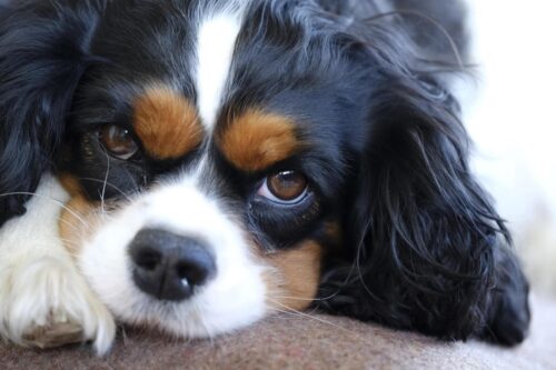 Cute Dog Side Eye Home Pets Coach
