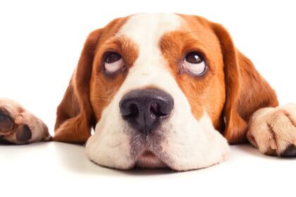 Cute Side Eye Dog And Rolling