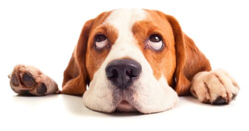 Cute Side Eye Dog And Rolling Home Pets Coach