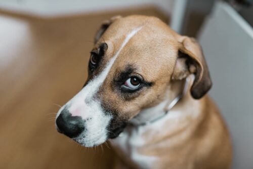 Dog Side Eye And Guilty Looking Home Pets Coach