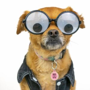 Glasses Suspicious Dog