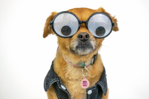 Glasses Suspicious Dog Home Pets Coach