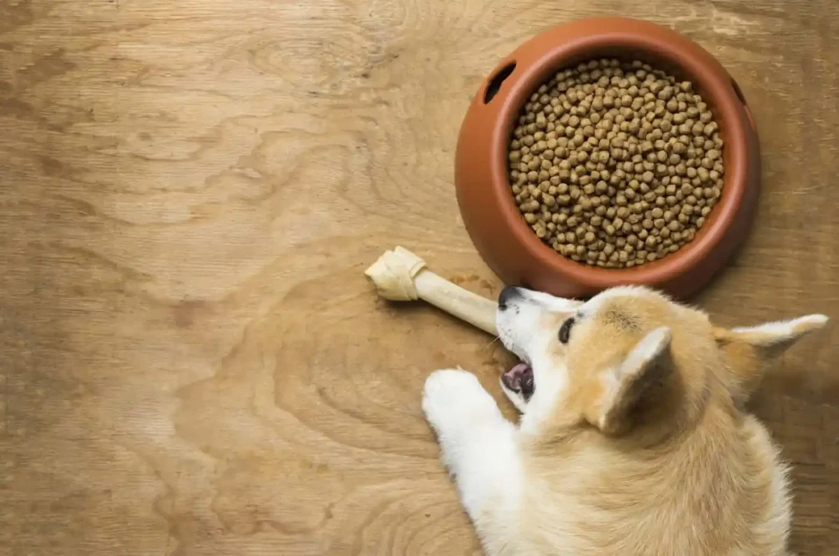 Optimal Nutrition For Corgis Discovering The Best Dog Food For Corgis Best dog food for corgis