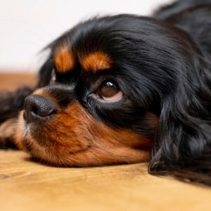 Spaniel Dog With Side Eye Meme