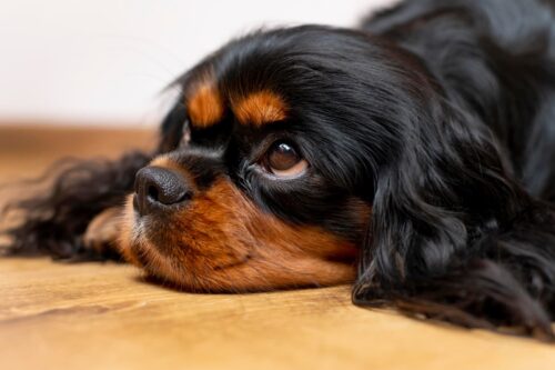 Spaniel Dog With Side Eye Meme Home Pets Coach