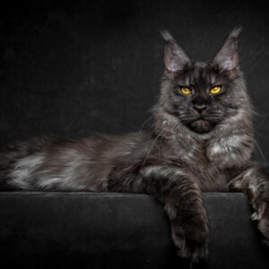 The Prestige And Strength Of The Gray Maine Coon Cat
