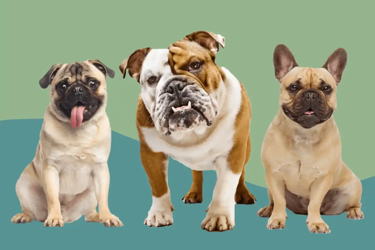 Top Tier And Best Supplements For French Bulldogs Best supplements for french bulldogs